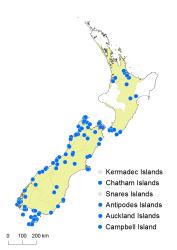 Hymenophyllum minimum distribution map based on databased records at AK, CHR, OTA and WELT. 
 Image: K. Boardman © Landcare Research 2016 CC BY 3.0 NZ
